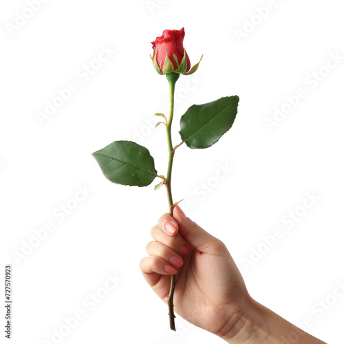 hand holding rose bud isolated on transparent background