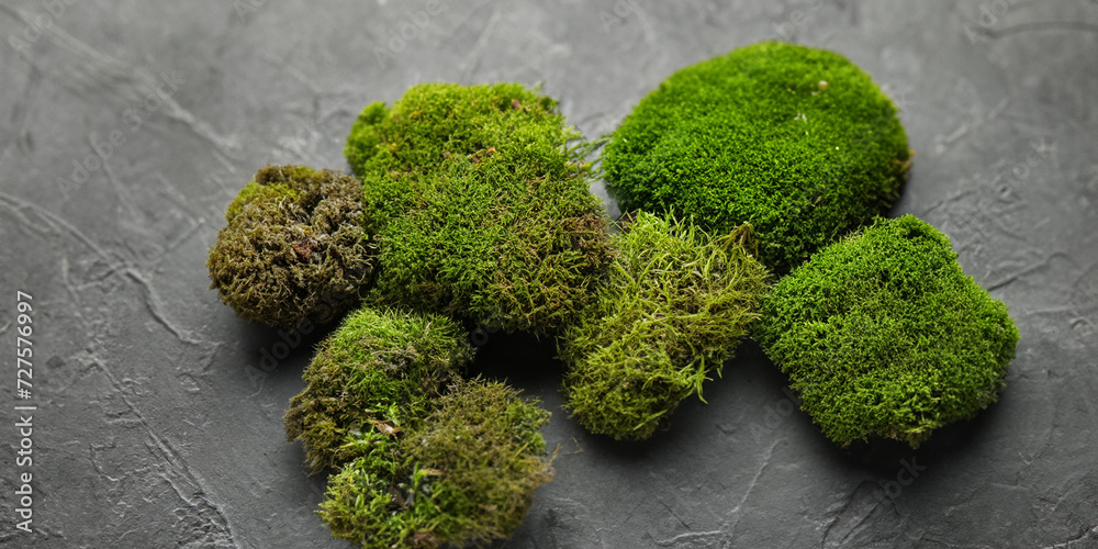 Juicy green moss on a gray stone background. Green moss. Beautiful plants. Mocap,template,wallpaper with moss
