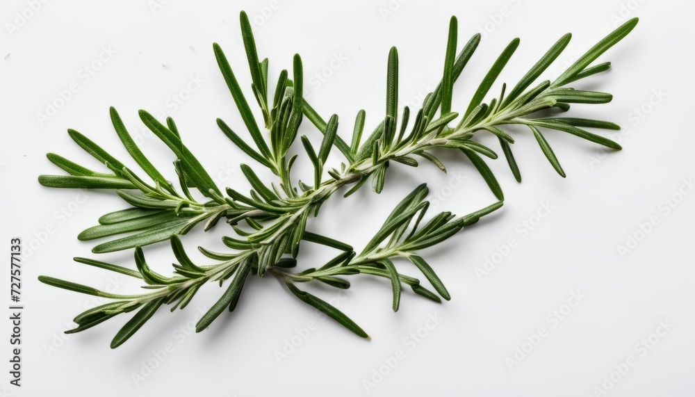 Fototapeta premium A green herb is on a white background