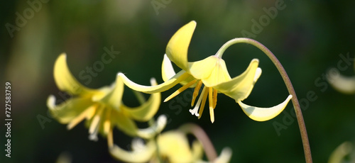 Bright yellow flowers of a erythronium on an indistinct water color dark green background. photo