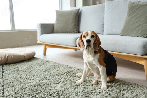 Cute Beagle dog on green carpet at home