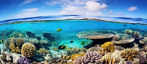 Great Barrier Reef underwater photographers and ocean lovers delight in vibrant sea life. © Eyepain