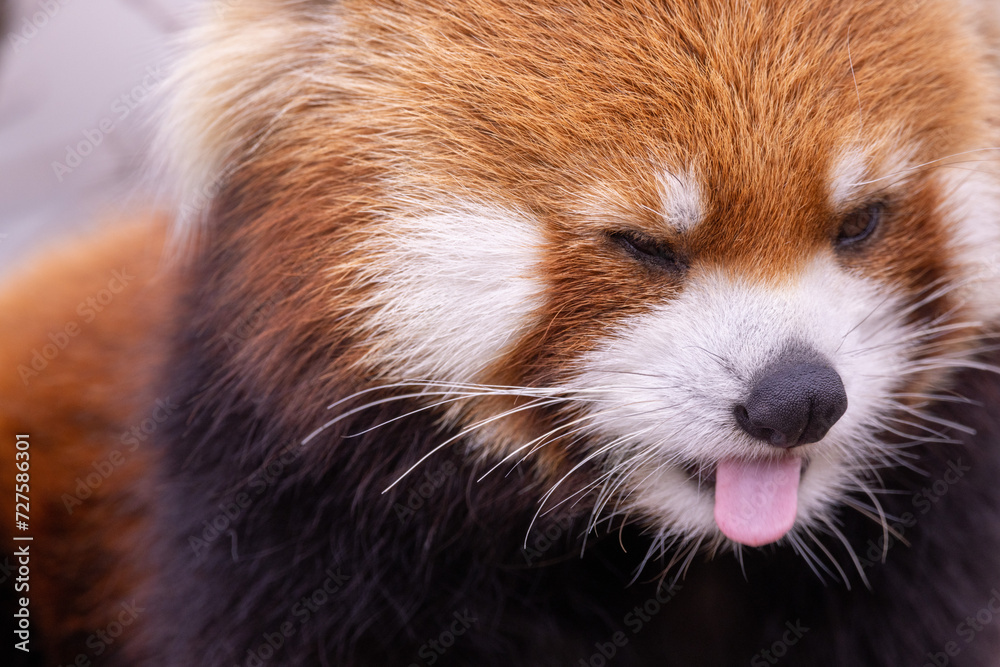 レッサーパンダ レッサーパンダ