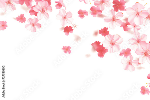 Cherry blossom png 