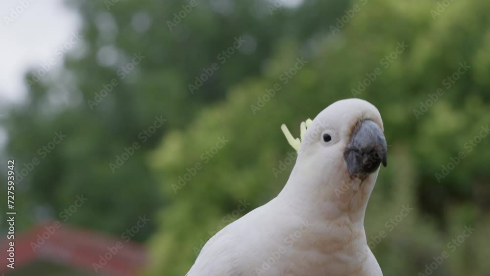 Closeup portrait of a wild yellow-crested cockatoo drinking on a cloudy day with blur background Closeup portrait of a wild yellow-crested cockatoo drinking on a cloudy day with blur background
