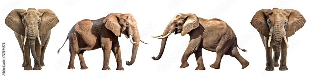 Obraz premium collection of elephant portraits with front and side views isolated on transparent background, generative ai