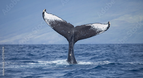 Humpback Whale Tail High Above the Water photo