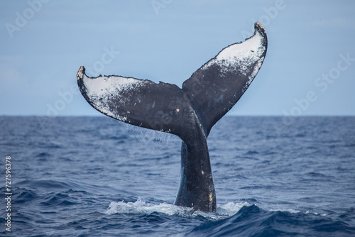 Humpback Whale Tail High Above the Water