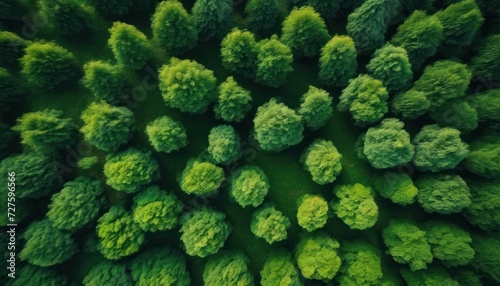 Aerial view of a dense, green forest with various shades of green indicating different types of trees or stages of growth.