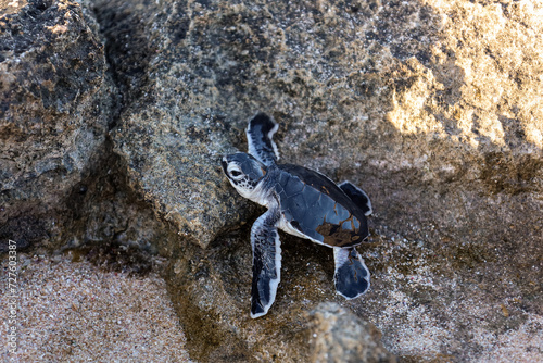 Newborn turtle at the beach. Cute baby turtle in the middle of the rocks on the way to the ocean. Green turtles' hatchlings season in Exmouth, Western Australia.