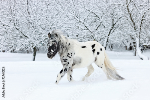 Appaloosa pony in the nature background  winter scene with strong snow storm  snowflakes covered animal.