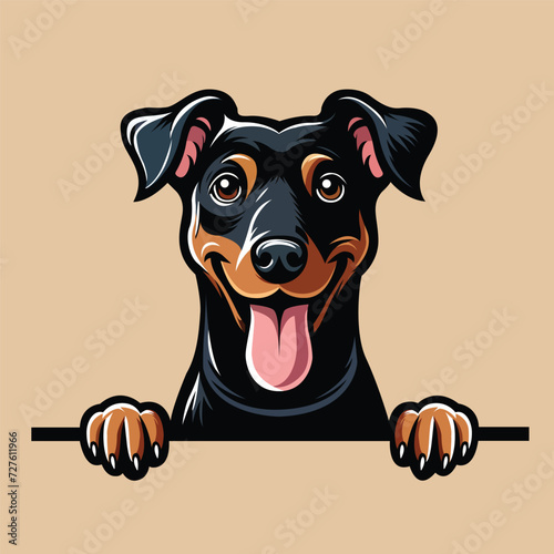  Manchester Terrier peeking face illustration vector
 