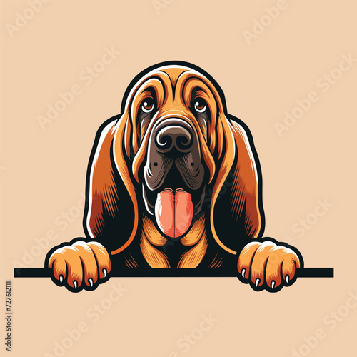 Bloodhound peeking face illustration vector
 