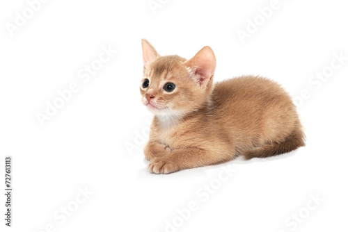 ginger purebred kitten sits on an isolated white background