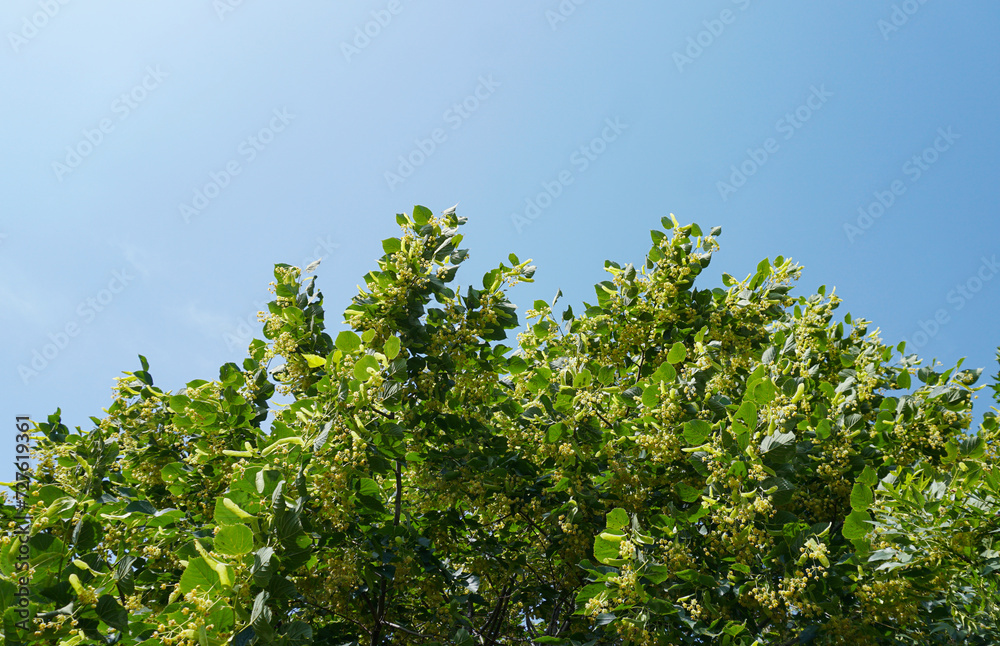 Chestnut flowers