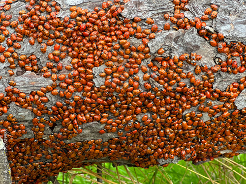 Canvastavla Mass of Convergent Ladybugs (Hippodamia convergens) clustered for warmth on trees, fences and plants during a winter morning at Pinnacles National Park, California