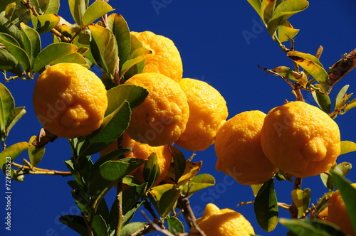 orange tree with blue sky