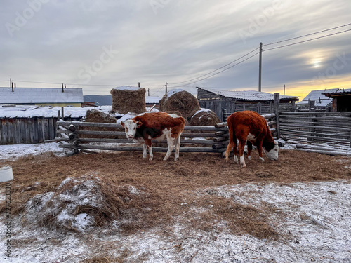 Cow Eating Hay on Farmland in Winter