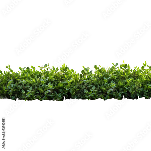 Shrub isolated on transparent background png file. photo