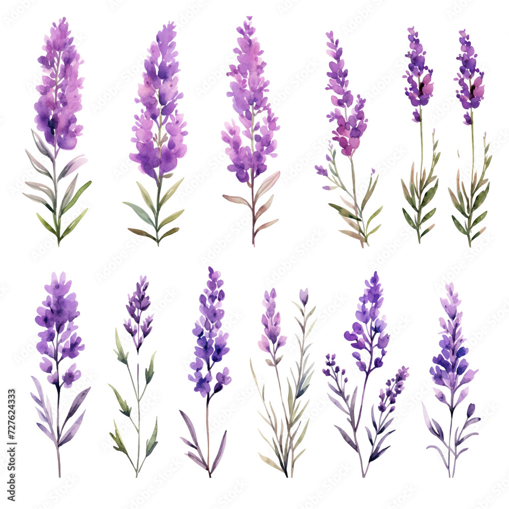 Set of purple lavender flowers watercolor isolated on transparent background