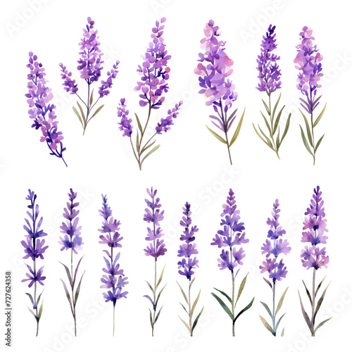 Set of purple lavender flowers watercolor isolated on transparent background