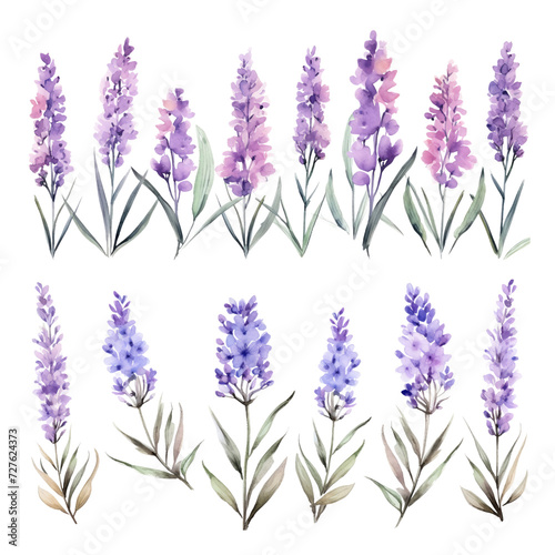 Set of purple lavender flowers watercolor isolated on transparent background