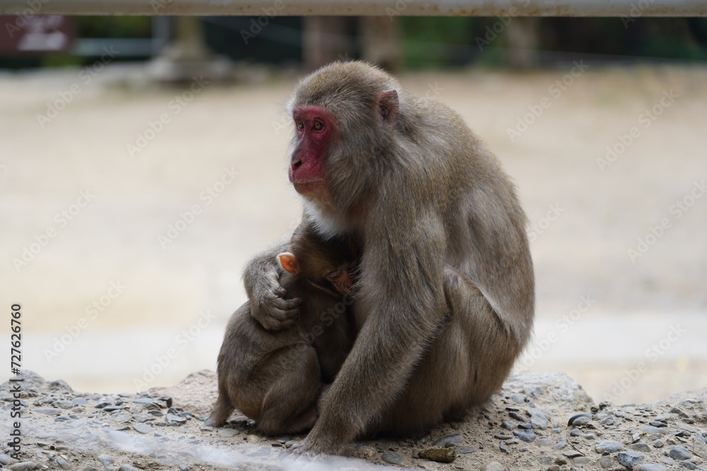 Naklejka premium Wild Japanese monkey at Takasaki Mountain in Beppu, Japan