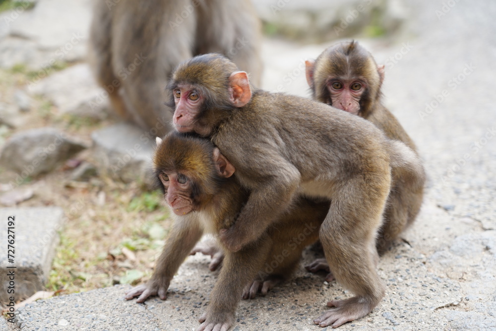Wild Japanese monkey at Takasaki Mountain in Beppu, Japan Wild Japanese monkey at Takasaki Mountain in Beppu, Japan