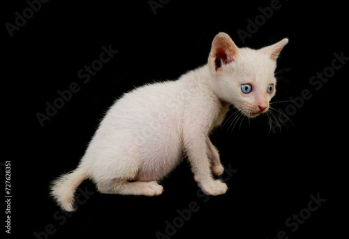 White with blue eyes baby kitten isolated on black background