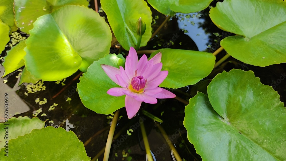 pink water lily pink water lily