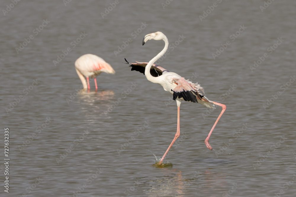 a landing flamingo appears to walk across the water surface of a lake in Amboseli NP