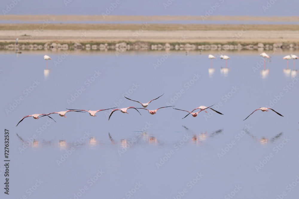 flamingos fly in formation just above the water surface of a flate lake in Amboseli NP