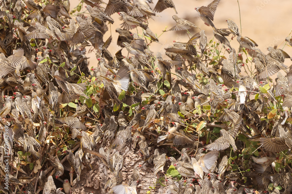 hundreds of flying weaver birds in Amboseli NP hundreds of flying weaver birds in Amboseli NP