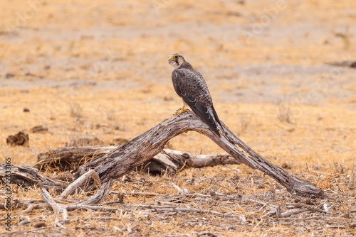 a falcon with prey sits on a deadwood in Amboseli NP