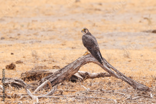 a falcon with prey sits on a deadwood in Amboseli NP