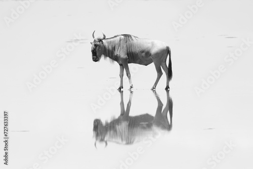 black and white image of a wildebeest reflected in a shallow lake