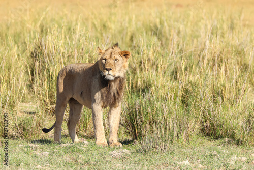 a young male lion in the grasslands of Maasai Mara NP