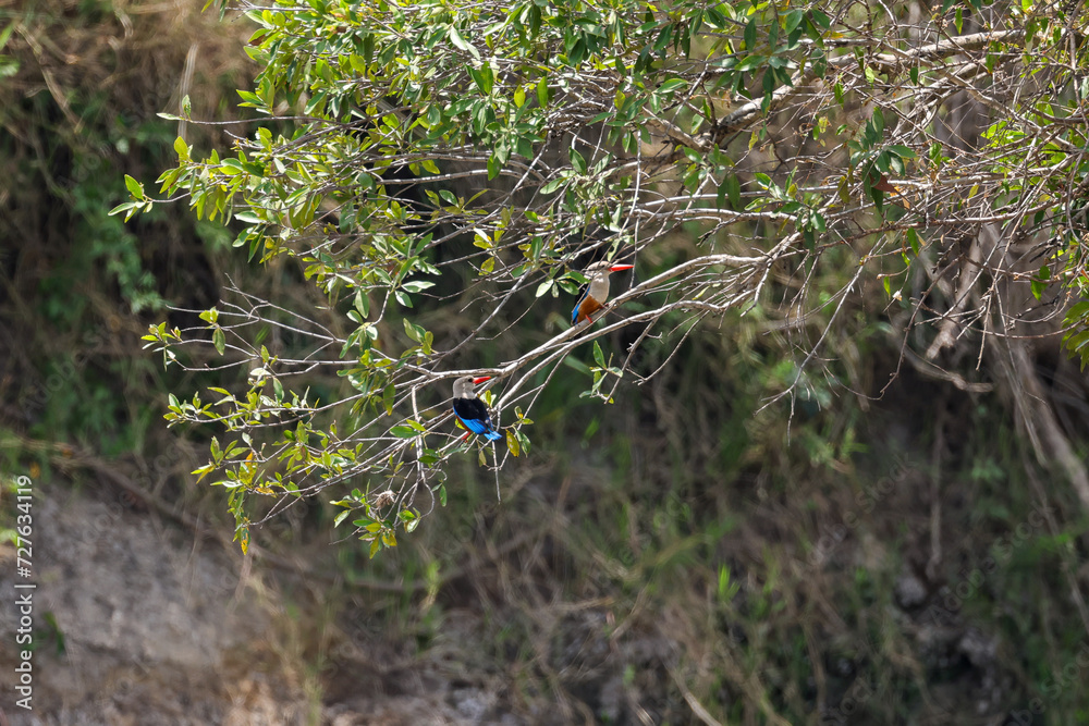 two kingfisher birds sit in a tree above the mara river two kingfisher birds sit in a tree above the mara river