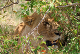 potrait image of a lioness in the shadow of a bush