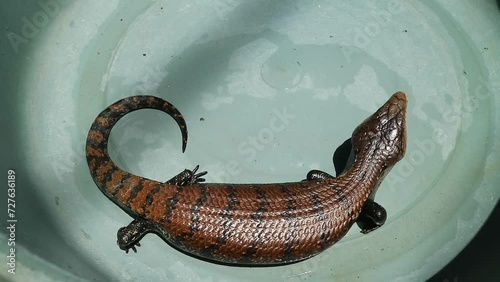 A large indonesian blue-tongued lizard
