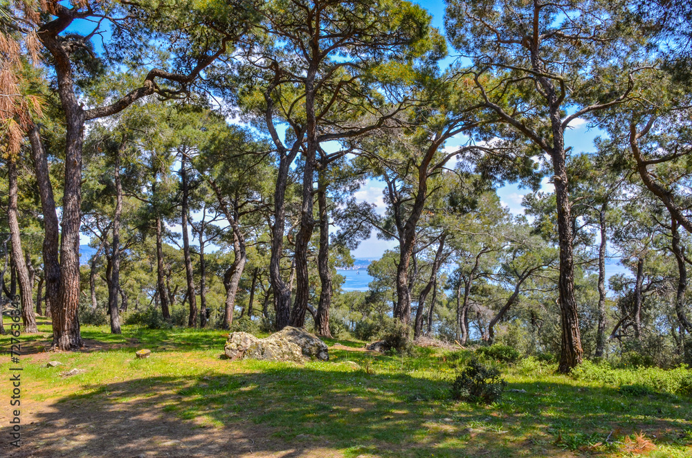 meadow in pine forest on Büyükada island (Adalar, Turkey)