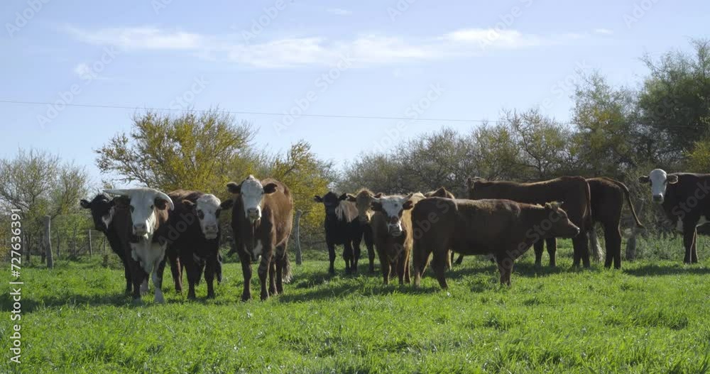 Herd of cows grazing on a sunny green field on a sunny day Herd of cows grazing on a sunny green field on a sunny day