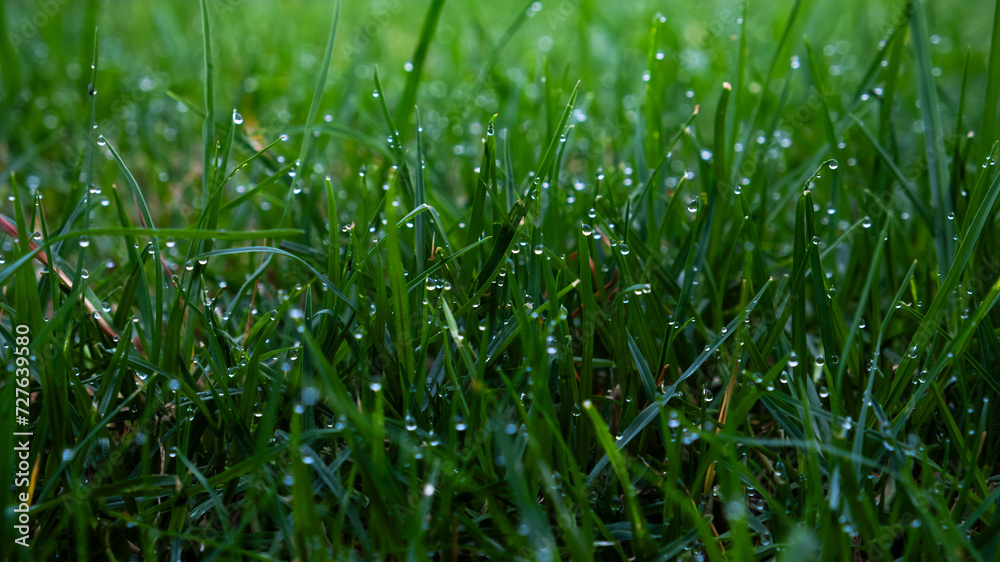 Obraz premium Morning dew on grass