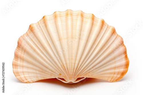 White Background Sea Shell. Cut-Out Object with Oceanic Souvenir Concept for Beach and Spa Design
