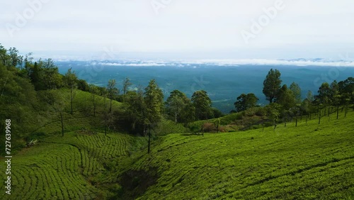 Tea Plantation patterns photo