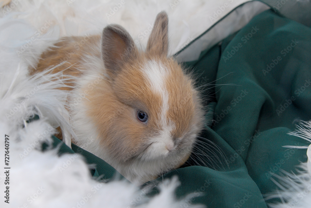 Baby Bunny Close up Baby Bunny Close up