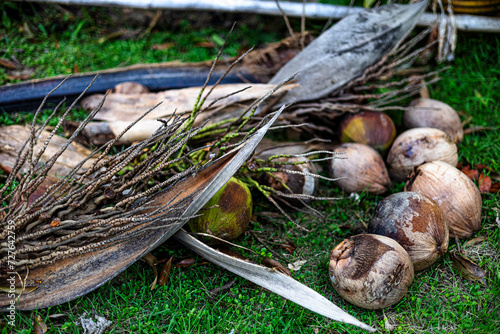 Mature Coconut In The Garden