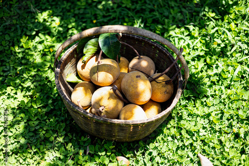 Santol Fruit In A Basket In The Garden