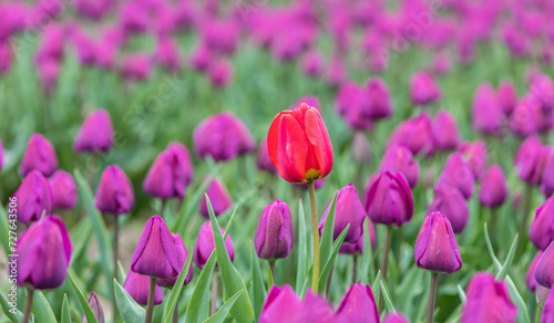 a single red tulip in a feild of purple tulips