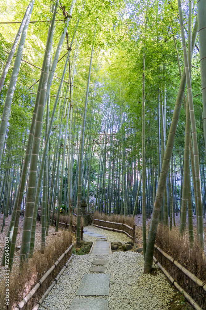 Fototapeta premium Beautiful Bamboo Garden at Hokokuji Temple